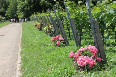 Rosenwanderweg (© Britta Dieterle)