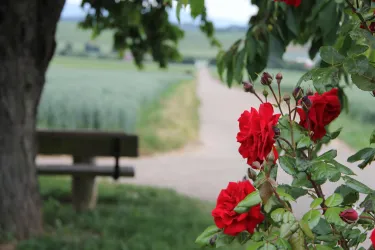 Rosenwanderweg (© Britta Dieterle)