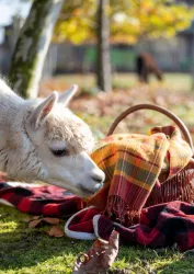 Picknick