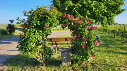 Ein schöner Gartenbogen mit bunten Rosen blüht neben einem ruhigen Weg. Im Hintergrund sieht man eine Bank und einen grünen Baum.