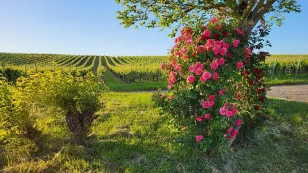 Eine malerische Weinlandschaft mit grünen Reben und klarem Himmel. An einem Baum blühen rosafarbene Rosen.