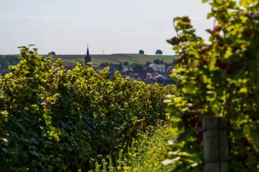 Kapellen-Drusweiler (© Tourismusverein Bad Bergzaberner Land e.V.)