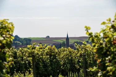 Eine malerische Weinlandschaft mit grünen Reben. Im Hintergrund ist ein Kirchturm vor sanften Hügeln zu sehen.