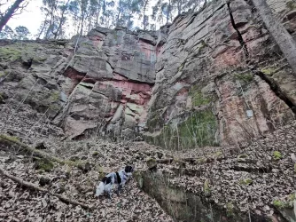 Steinbruch am Gerbersberg - Lindenberg (Pfalz)