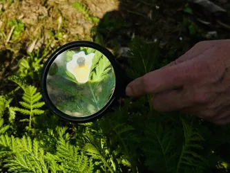 Eine Hand hält eine Lupe, die ein Glühwürmchen auf einem grünen Blatt zeigt. Der Fokus liegt auf der Schärfe und den Details des Glühwürmchens.