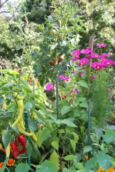 Ein bunter Gemüsegarten mit verschiedenen Pflanzen, darunter Paprika, grüne Bohnen und leuchtende Blumen. Der Garten strahlt Vielfalt und Frische aus.