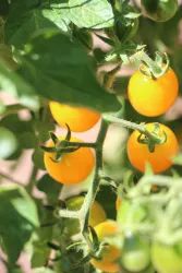 Eine Reihe von reifen, gelben Kirschtomaten wächst an einer Pflanze. Die Blätter sind grün und die Tomaten strahlen in der Sonne.