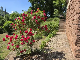 Ein blühender Rosenstrauch mit leuchtend roten Blumen steht neben einem gepflasterten Weg. Im Hintergrund sind grüne Bäume und eine Treppe zu sehen.