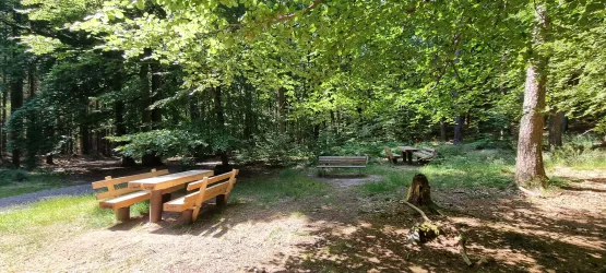 Eine sonnige Waldlichtung mit Holztischen und Bänken. Die Umgebung ist grün und einladend, ideal für ein Picknick.
