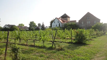 Ein Weinberg mit grünen Traubenreben und einem historischen Gebäude im Hintergrund. Die Szene ist von einer ruhigen ländlichen Atmosphäre geprägt.