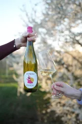 Weinbergsschnecke