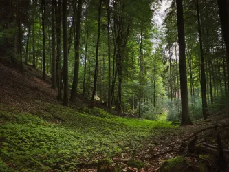 Ein ruhiger Wald mit hohen Bäumen und dichtem, grünem Unterholz. Sanftes Licht fällt durch das Blätterdach und schafft eine friedliche Atmosphäre.
