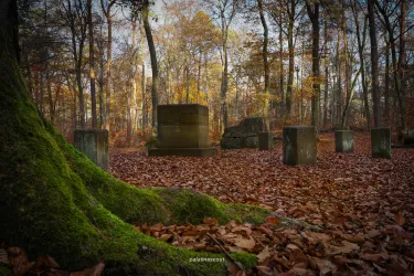 Ein ruhiger Wald mit hohen Bäumen und buntem Laub. Im Vordergrund sind moosbedeckte Steine und Herbstblätter zu sehen.