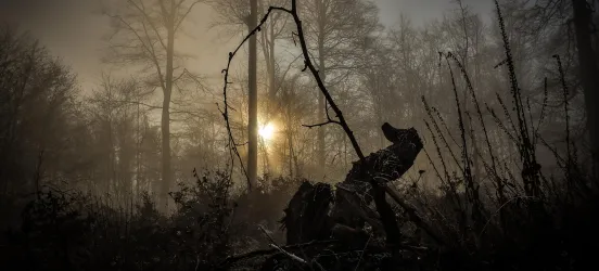 Nebl im Wald (© Volker Schledorn)