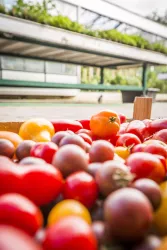 Tomaten (© Verein SÜW Edenkoben)