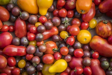 Tomaten (© Verein SÜW Edenkoben)