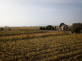Blick auf die Weinberge (© TI Wachenheim)