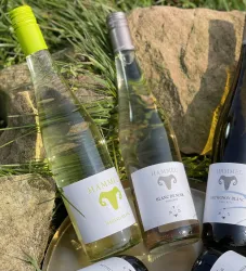 Drei Flaschen Wein stehen auf einem kleinen Tablett zwischen Steinen und Gras. Die Etiketten zeigen verschiedene Weinsorten, darunter Weißwein.