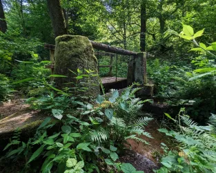 Eine verwunschene Brücke aus Holz in einem dichten, grünen Wald. Umgeben von üppigen Pflanzen und Farnen schafft die Szene eine ruhige, natürliche Atmosphäre.
