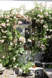 Rosen (© Julius in der Pfalz)