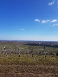 Eine weite Aussicht über sanfte Hügel mit Weinreben. Der Himmel ist klar und blau, perfekt für einen Tag im Freien.