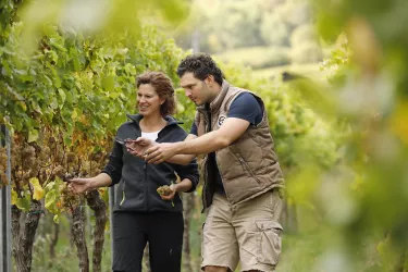 im Weinberg (© Melanie Hubert, Weingut  Klein)