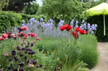 Ein schöner Garten mit roten Mohnblumen und lila Iris. Im Hintergrund steht ein grünes Sonnenschirm.