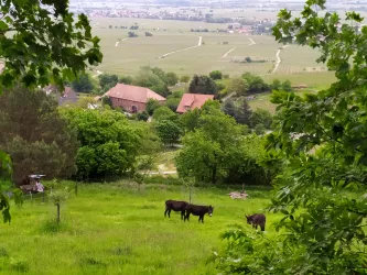 Eine grüne Wiese mit zwei Kühen und Blick auf ein kleines Dorf. Im Hintergrund sind sanfte Hügel und Bäume zu sehen.