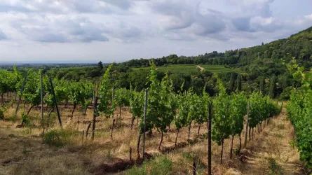 Ein malerischer Weinberg mit Reihen von Reben. Im Hintergrund sind sanfte Hügel und ein bewölkter Himmel zu sehen.