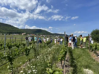 Eine Gruppe von Menschen steht in einem Weinberg und genießt die Aussicht. Der Himmel ist blau und mit wenigen Wolken versehen.