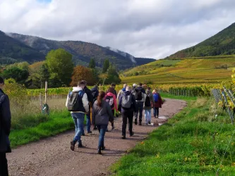 Eine Gruppe von Menschen wandert auf einem Weg durch Weinberge. Die Landschaft ist von sanften Hügeln und Bäumen umgeben.