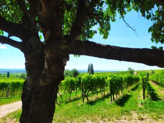 Ein Weinberg mit grünen Reben und einem klaren blauen Himmel. Im Vordergrund ist ein alter Baum sichtbar.