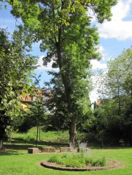 Ein grüner Park mit einem großen Baum und einem Blumenbeet in der Mitte. Im Hintergrund sind Bäume und Gebäude zu sehen.