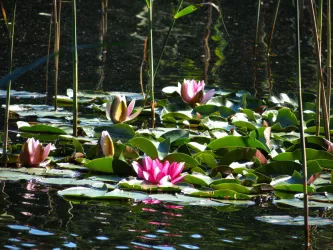 Foto Rote Seerosen am Retzbergweiher (VG Winnweile