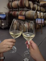 Zwei Gläser mit Weißwein stoßen in einer Weinkellerei an. Im Hintergrund sind zahlreiche Weinfässer und Bilder zu sehen.