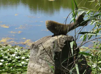 Bärenweiher mit Fischskulptur