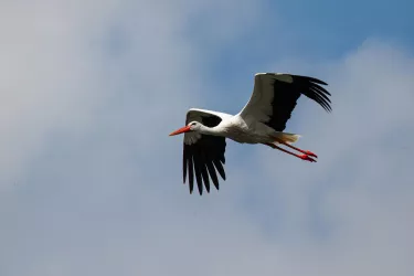 Storch am Himmel