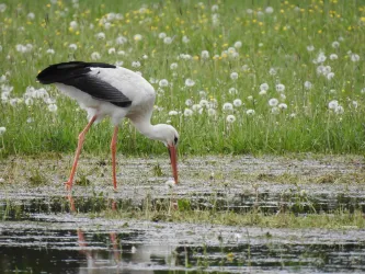 Ein Weißstorch steht am Ufer und sucht nach Nahrung im Wasser. Im Hintergrund blühen Löwenzahnblüten auf grüner Wiese.