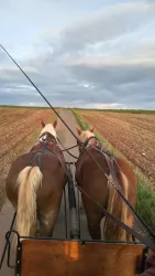 Kutsche fahren