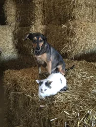 IMG_4086Nicht wie Hund und Katz
