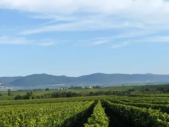 Blick auf den Pfälzerwald
