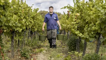 Arbeiten im Weinbergen