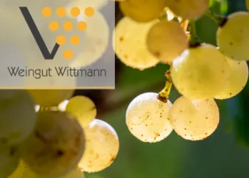 Ein Bündel von hellen Trauben hängt von einer Rebe. Im Hintergrund ist das Logo von Weingut Wittmann sichtbar.