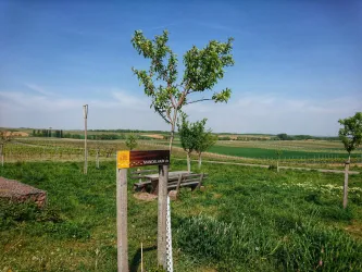 Der Mandelhain bei Impflingen...