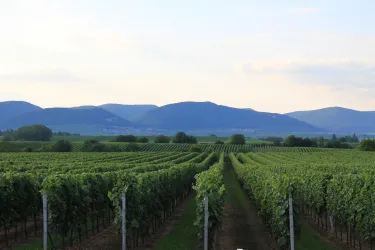 Weinberge
