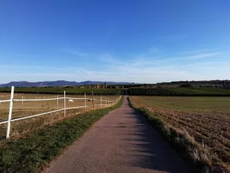 Weitblick bei Impflingen