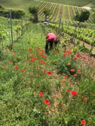 Rot blühender Mohn inmitten der saftig grünen Reben in einem Weinberg. 