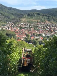 Der Winzer arbeitet mit dem Traktor in den Steillagen des Weinbergs oberhalb von Albersweiler.