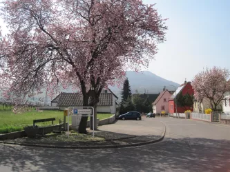 Albersweiler Mandelblüte (© Archiv Verein SÜW Annweiler e.V.)