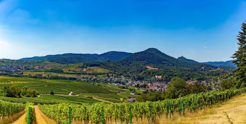 Blick oberhalb Weinberge (© Wohlrabe Quadronet, Verein SÜW Annweiler e.V.)